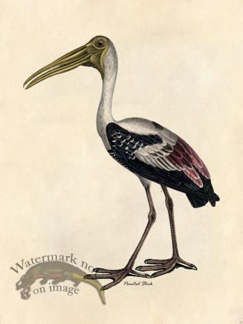 Painted Stork - Tribute Bd 27